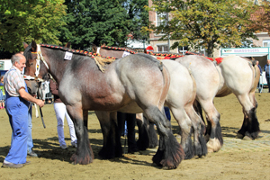 Veeprijskamp 2011