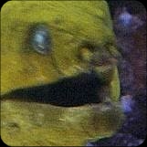 London Aquarium