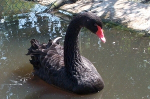 zwarte zwaan