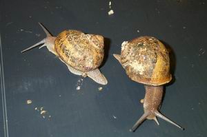 slakken