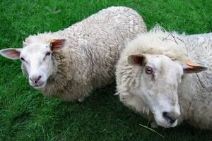schapen