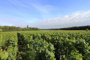 Chardonnay Meerdael